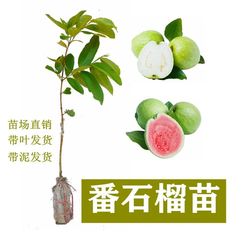 四季番石榴苗台湾珍珠红心红宝石奶油胭脂红西瓜芭乐帝王番石榴苗
