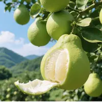 江西本地品种正宗井冈蜜柚金兰柚金沙柚桃溪蜜柚沙田柚现摘现发 