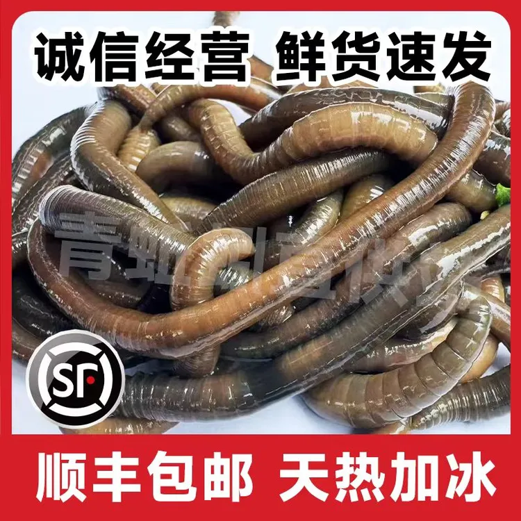 江苏现货，鲜活青黑蚯蚓顺丰包邮，产地直发，特腥臭