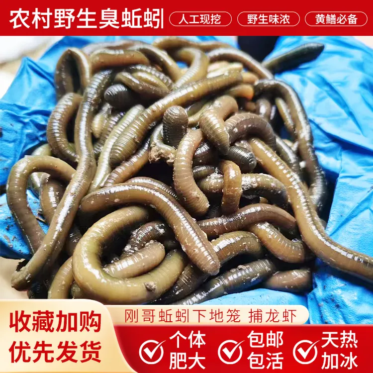 垂钓活饵活体特大号鲜活现货青蚯蚓特臭腥味钓鱼黄鳝诱饵中号新鲜
