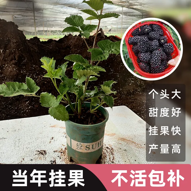 【DN01大黑莓】精选双季大黑莓高产纯甜树莓可盆栽可地栽锁莓覆盆子