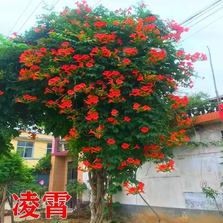 凌霄花攀援盆栽粉色凌霄花苗别墅庭院爬藤花卉风景树阳台花园植物