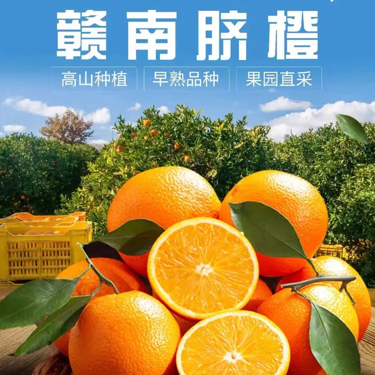 正宗赣南脐橙寻乌产地果园现摘直发应季新鲜橙子江西赣南大果脐橙