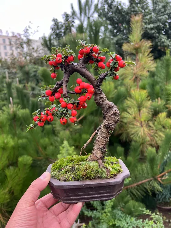 栒子开红花挂红果盆景绿植盆栽下单专属链接造型盆景精品植物盆景