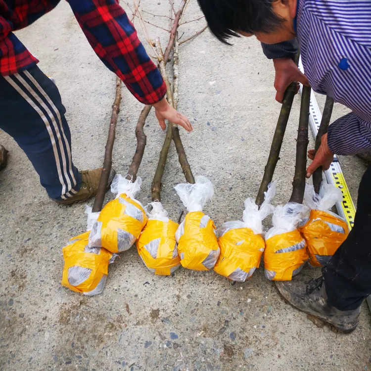 珙桐小苗中华鸽子树净化空气庭院大绿植盆栽室内风景别墅名贵