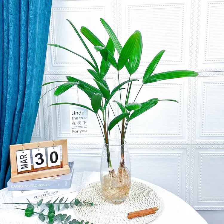 纯水培棕竹盆栽室内客厅耐阴竹子盆栽四季翠绿好养易活观叶绿植