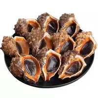 【长春同城】大海螺 3斤（6-7头运输中吐紫粘液正常）