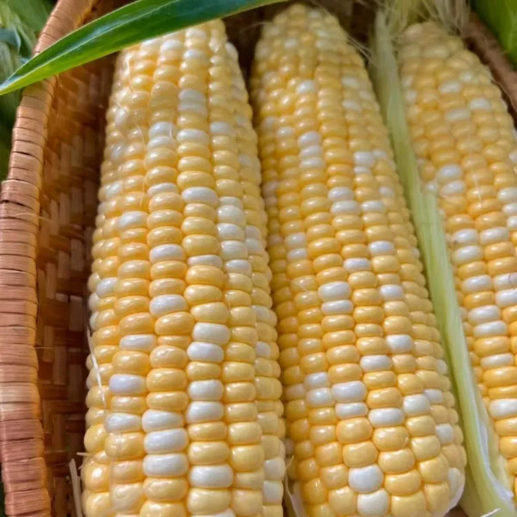 水果玉米云南玉米云南新鲜玉米产地直销水果玉米棒子甜脆嫩爆浆现