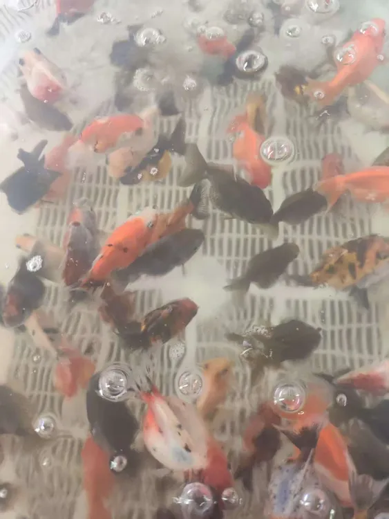 直播泰狮兰寿一物一拍一条备损默认微瑕