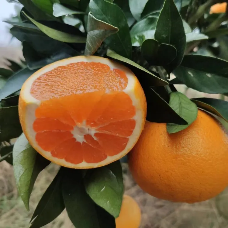 正宗秭归九月红脐橙现摘新鲜水果香甜爆汁手剥橙子包邮