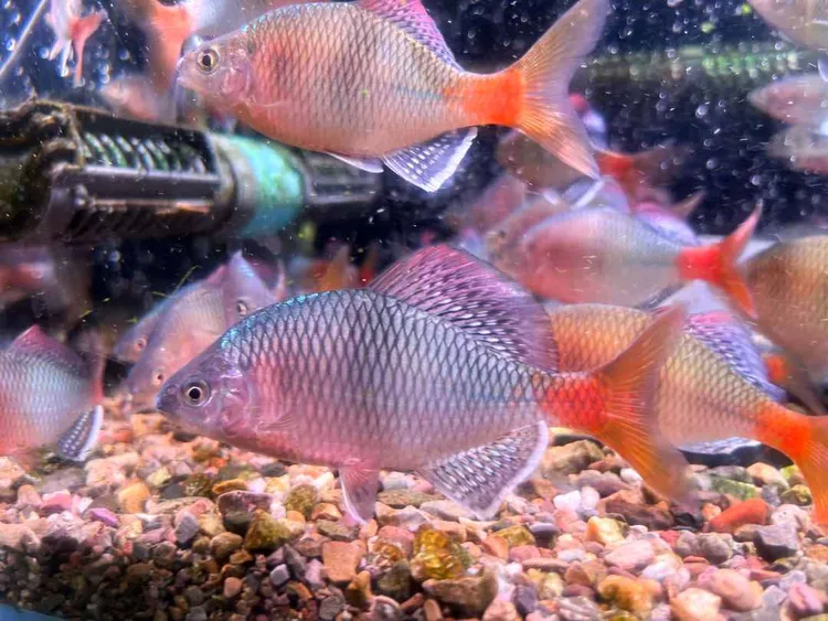 鰟鮍桂林越南鱊原生鱼越南鱼胭脂鱼七彩鱼越南原生观赏溪流鱼活体