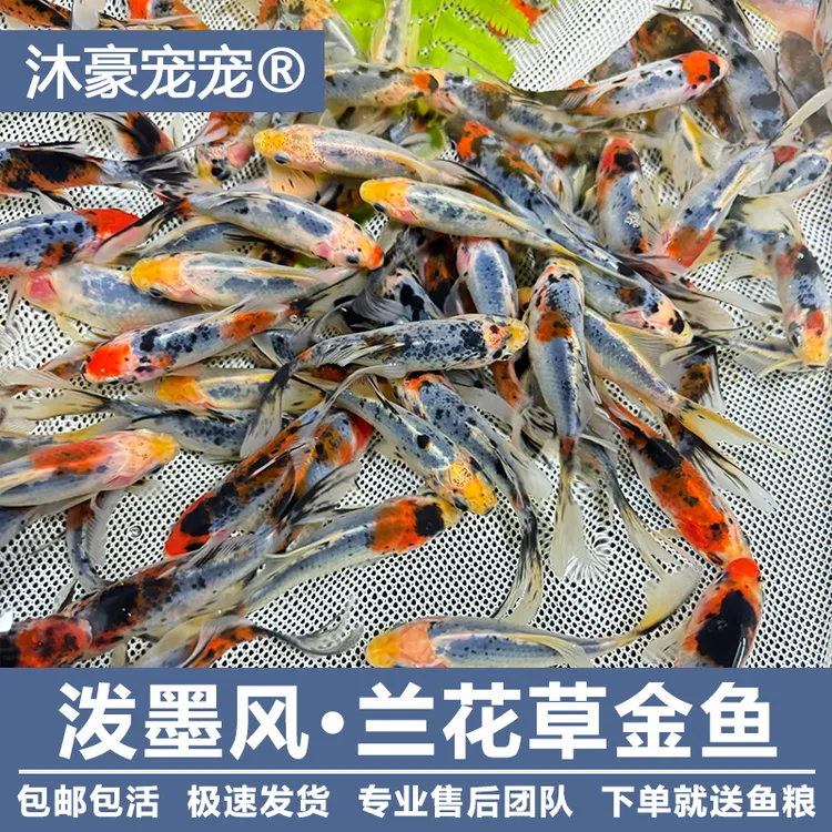 沐豪宠宠【兰花草金】观赏鱼冷水鱼淡水鱼好养耐活的新手鱼草金金鱼