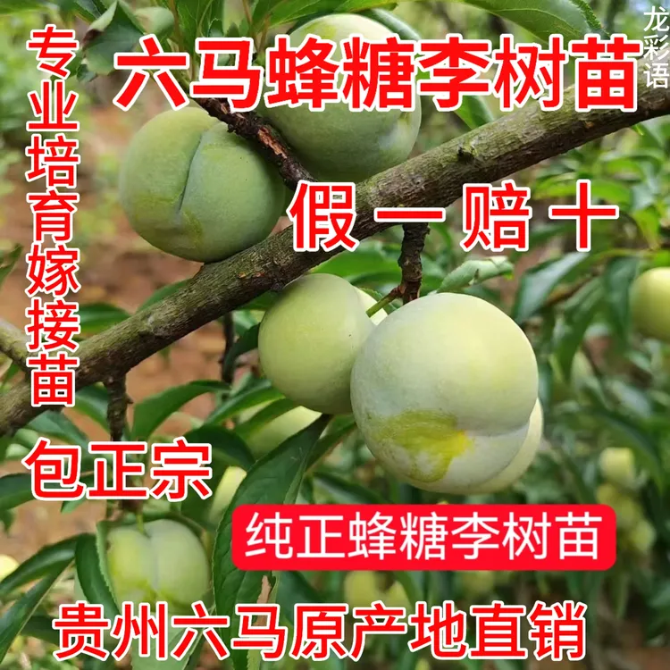 贵州安顺六马蜂糖李子苗原产地直发李子树苗