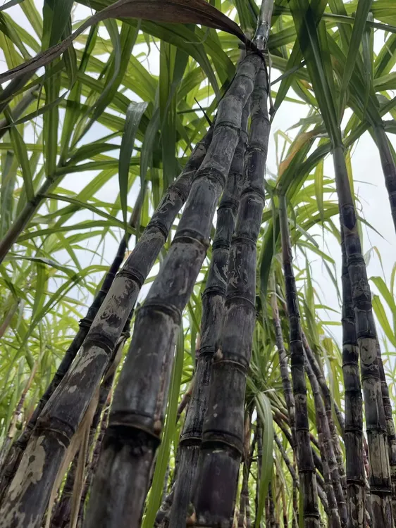 河南黑皮水果甘蔗新鲜现砍应季脆甜多汁皮薄爽口#甘蔗