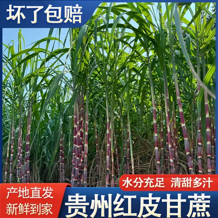 贵州新鲜红皮紫皮甘蔗现砍现发脆甜可口皮薄多汁高山种植甘蔗