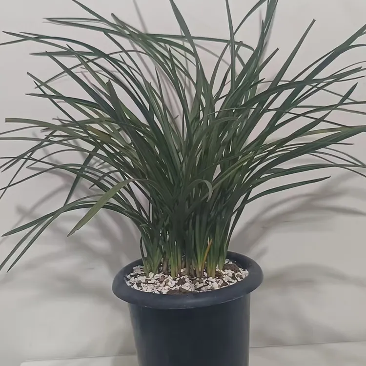 兰花盆景草浓香型一杆多花