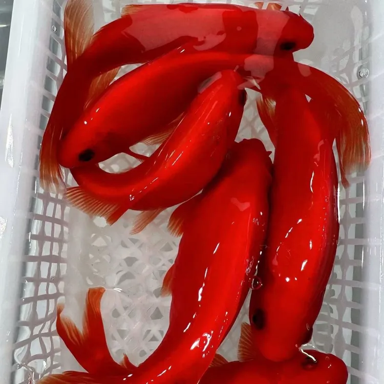 冷水鹦鹉鱼红色活体淡水好养易活观赏鱼耐活锦鲤