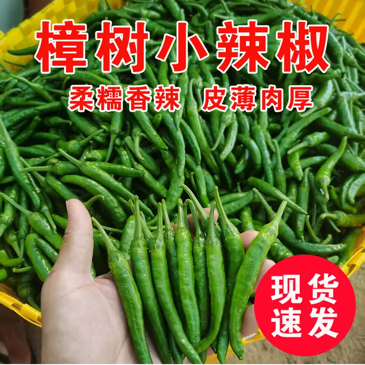 新鲜现摘樟树小青椒微辣软皮辣椒鲜香味美肉质细嫩顺丰包邮