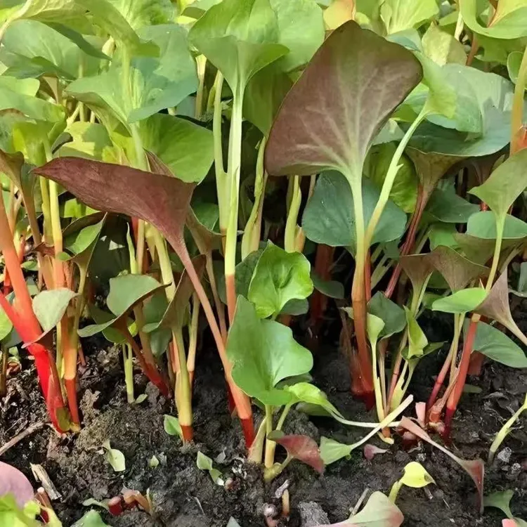 鱼腥草种子折耳根种子四季种植阳台庭院盆栽地载泡沫箱蔬菜种植
