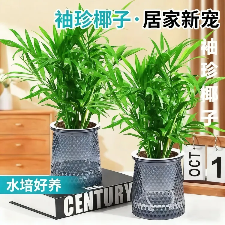 【花伴水】两盆富贵椰子水培植物室内办公室懒人植物