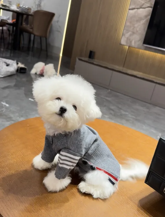 潮牌秋冬开衫狗狗毛衣猫猫毛衣法斗雪纳瑞比熊泰迪等中小型犬猫