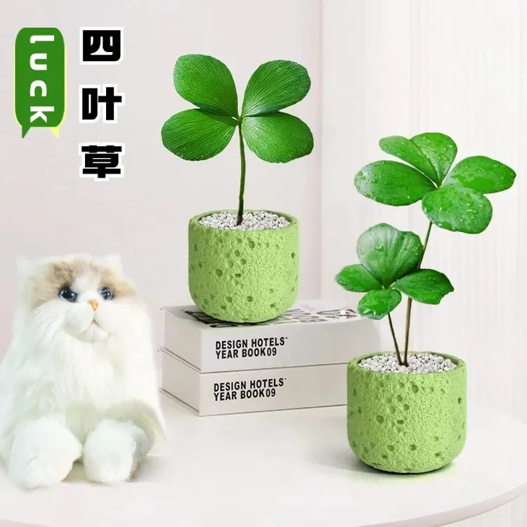 幸运四叶草迷你盆栽墨西哥铁树办公室内绿植物桌面高颜值好养花卉