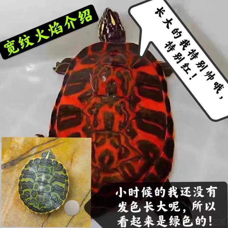 火焰龟深水龟鱼缸混养小乌龟活物稀有活体小宠物吃粪龟清洁龟冷水