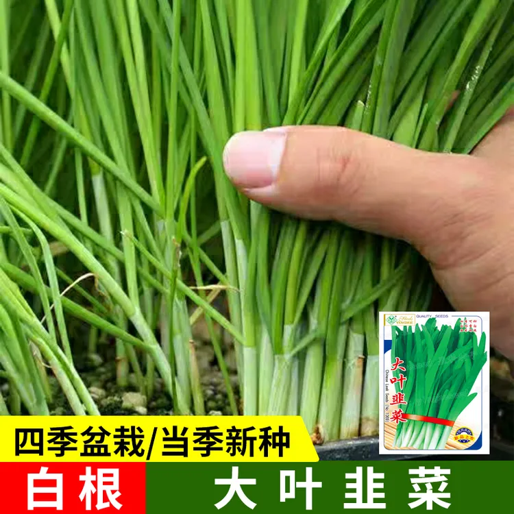 大叶韭菜种子四季播种割茬多次收获易种种植蔬菜青菜阳台盆栽菜