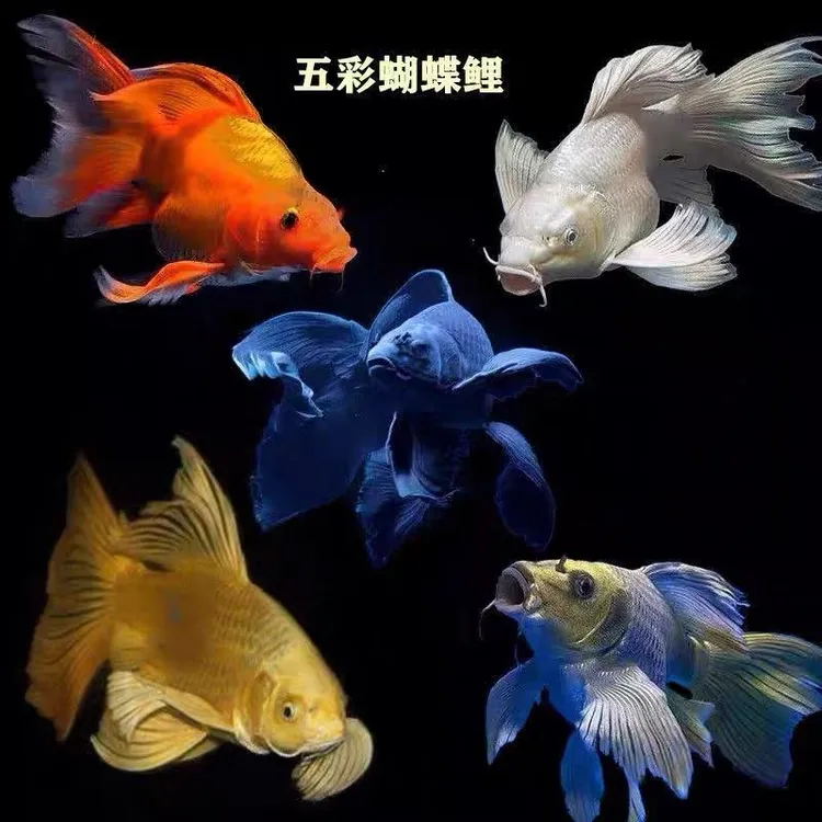 五彩蝴蝶鲤观赏鱼普身球体短身大鳍大尾冷水好养耐活锦鲤活体彩色