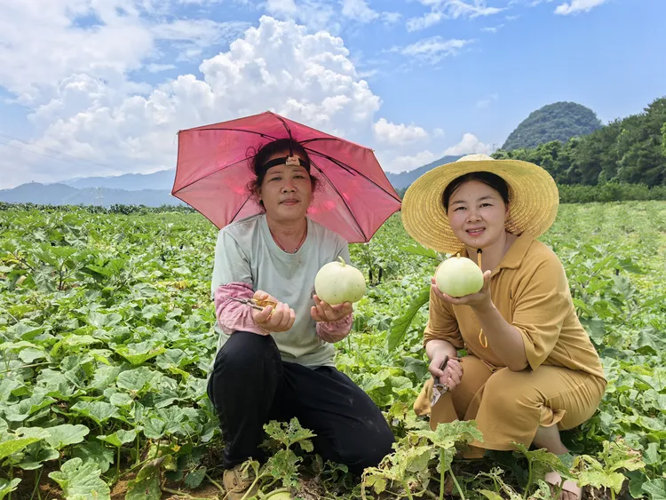 当季新鲜采摘 白皮香瓜 皮薄肉嫩  脆甜爆汁 