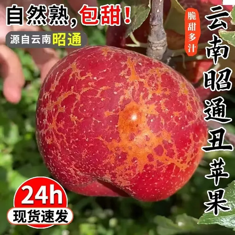 云南昭通丑苹果新鲜应季脆甜多汁冰糖心水果产地现摘