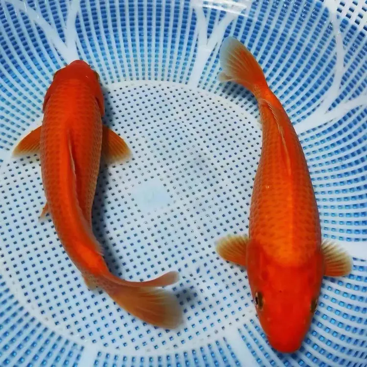 【日系精品闪鳞火鲤】渔场精选直发 包活