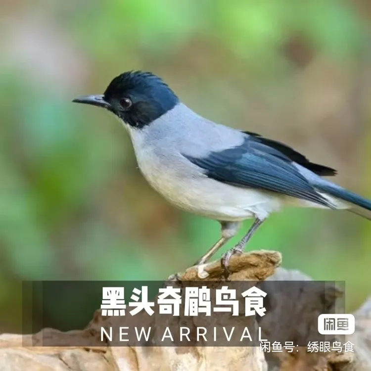 喜喜欢欢烧香黑头奇鹛生头营养料纯手工制作生头料