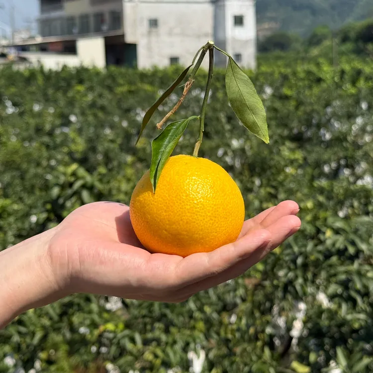 新鲜现摘柑橘皇后红美人香甜爆汁应季水果