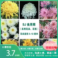 石头花匠食用菊花苗 10个品种 白香梨 多年生室内阳台盆栽地栽
