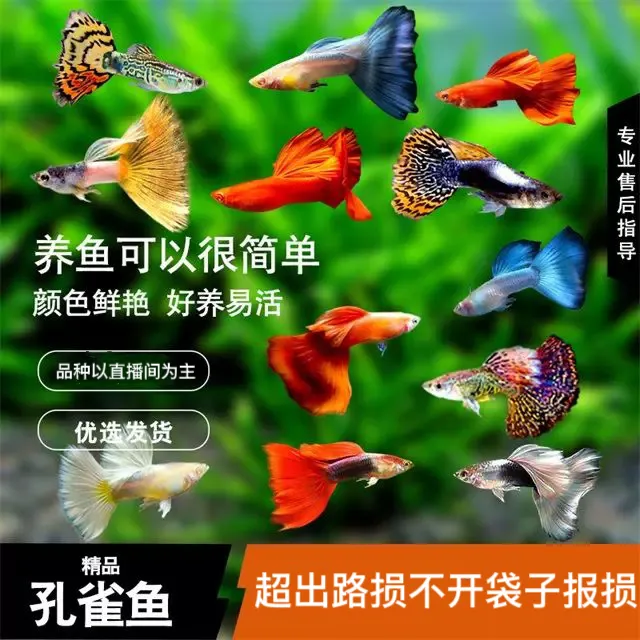 A精品孔雀鱼热带鱼观赏鱼（到货不开袋子报损，活体养殖开袋不售后）