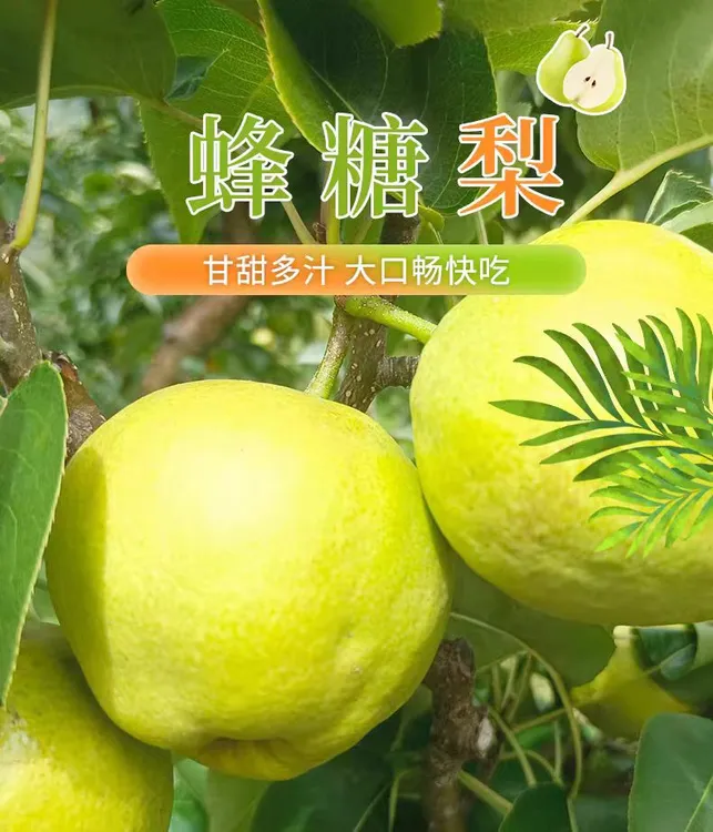 云南大理宾川蜂糖梨百年古树新鲜水果当季整箱脆甜精品果现摘包邮