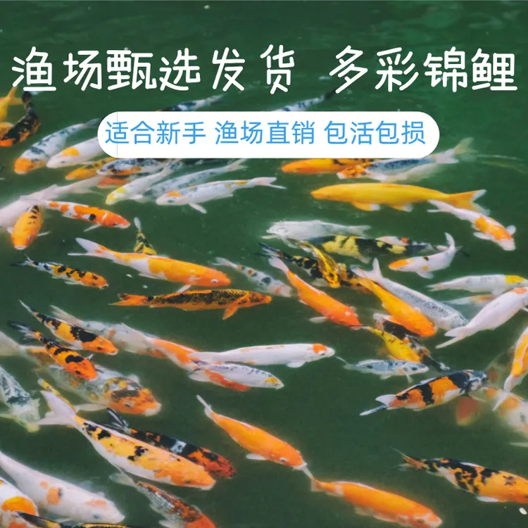 26-31纯种锦鲤活鱼观赏鱼好养冷水黄金红白大正三色活体锦鲤鱼