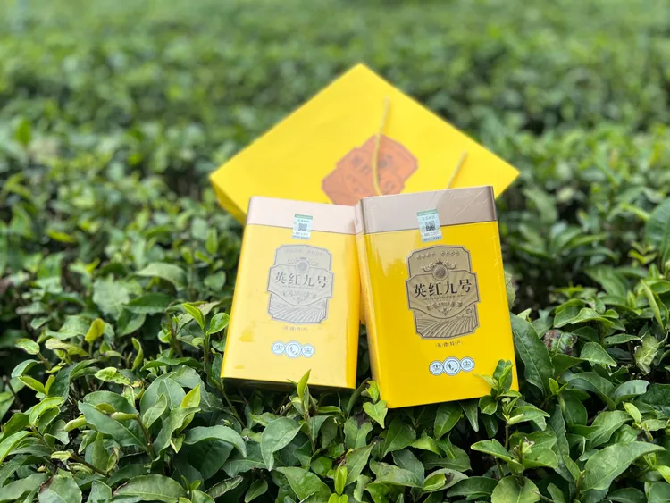 正宗英德红茶英红九号冬茶，花果蜜香浓香醇厚耐泡回甘