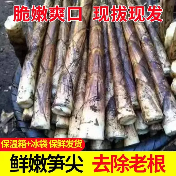 四川雅安高山深处天然生长熊猫笋冷竹笋七月笋笋子脆嫩鲜爽顺丰