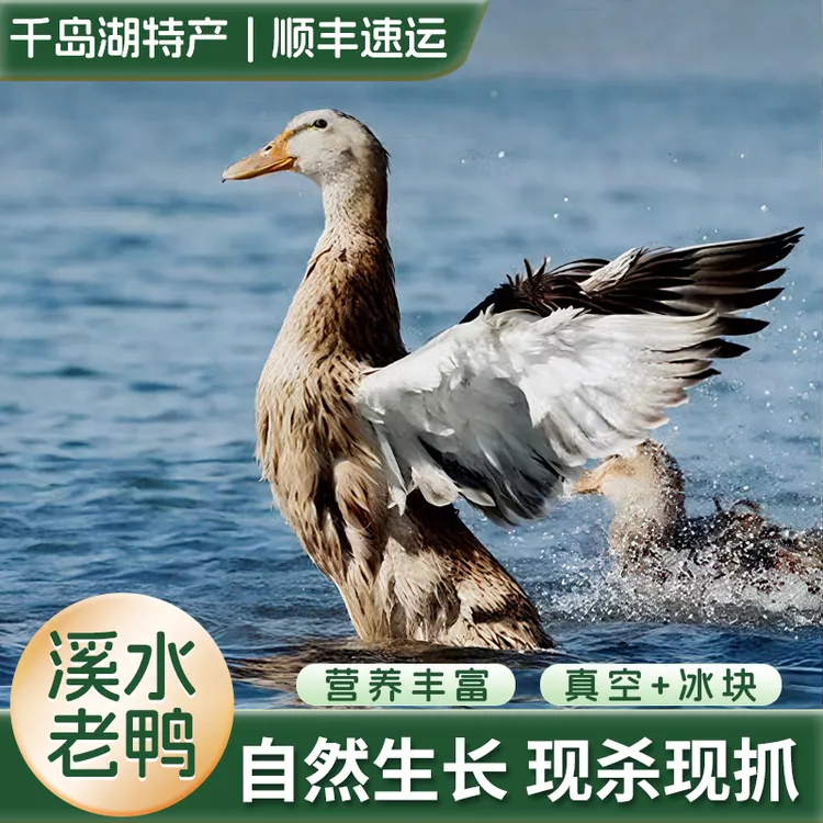 【溪水老鸭】千岛湖正宗3年溪水鸭放养土鸭炖汤红烧鲜美新鲜美味