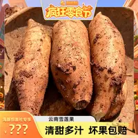 【海豚专属】云南新鲜雪莲果当季水果脆甜爽口5斤