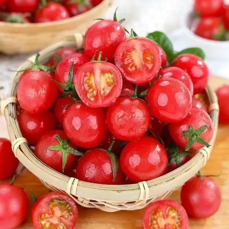 【助农】云南高原种植小番茄圣女果当天现采酸甜可口当季水果