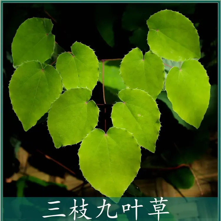 甘肃野生小圆叶三枝九叶草纯叶片可搭配枸杞黄芪泡水泡酒