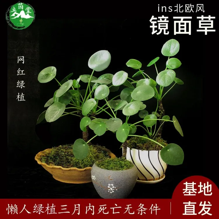 镜面草网红多肉植物吸毒草金线老桩铜钱草盆栽欧美ins室内绿植物