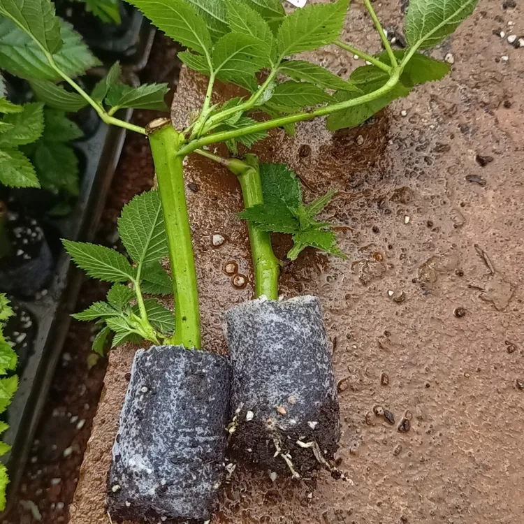 （杯苗）云南基地直发无刺黑泡黄泡多年生蔷薇科易活爬藤庭院植物