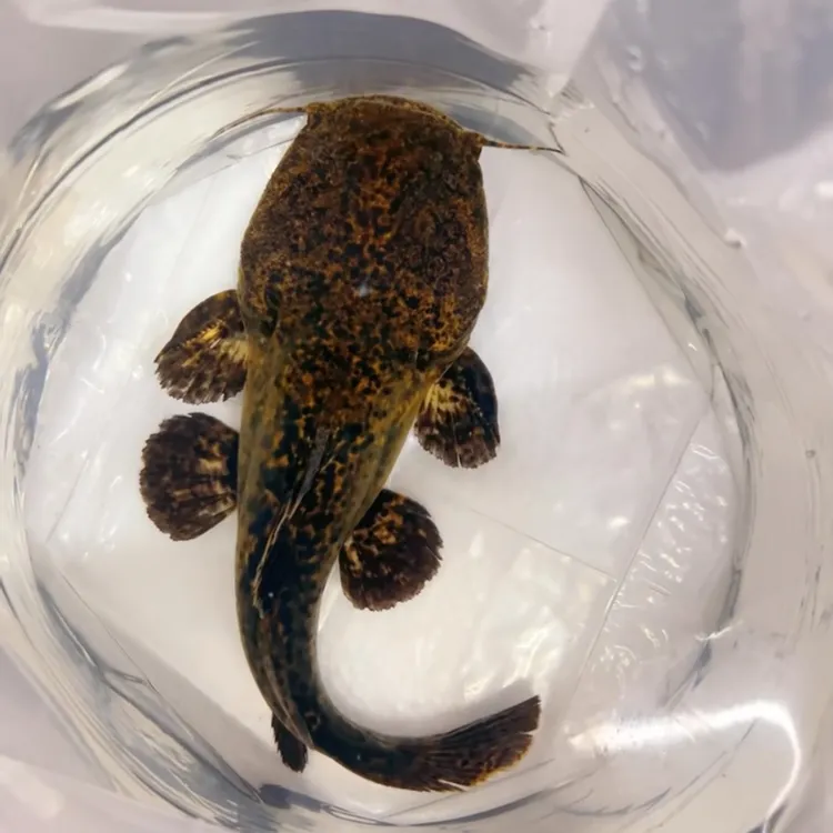麻花阔嘴鲸大型南美热带观赏鱼凶猛鱼水族箱活体