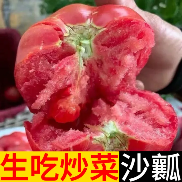 陕西普罗旺斯水果西红柿酸甜多汁皮薄爽口爆汁沙瓤口感自然成熟