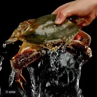 到手8斤 新鲜大只到手15只左右单只4-6两 冷链包邮即食零食礼包1