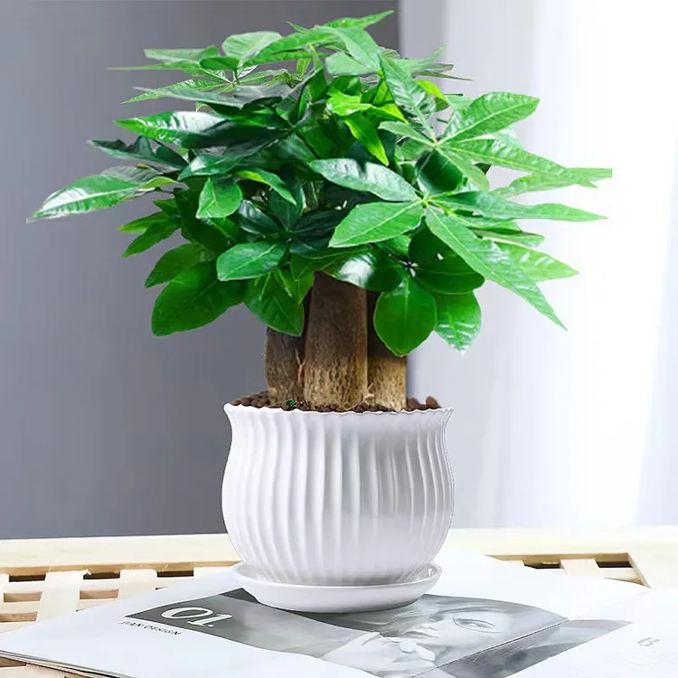 发财树土培盆栽植物水培小植物卧室客厅发财树四季常青易活土培好